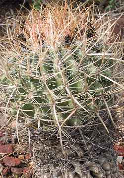 (Ferocactus viridescens var. littoralis )