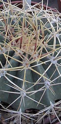 (Ferocactus pottsi)