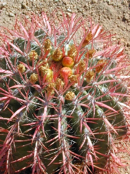 Mexican Fire Barrel Cactus(Ferocactus pilosus var. pringlei )