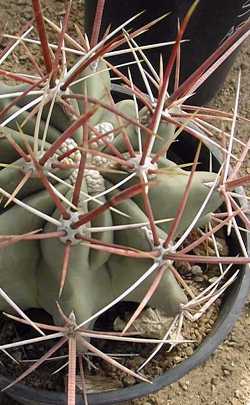 (Ferocactus emoryi ssp. rectispinus )