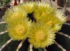 (Ferocactus schwarzii)