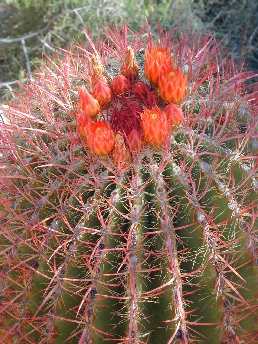 Mexican Fire Barrel Cactus(Ferocactus pilosus var. pilosus )