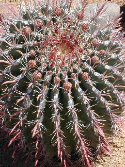 Fishhook Barrel Cactus(Ferocactus tiburonensis)