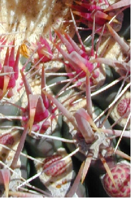 Fishhook Barrel Cactus(Ferocactus tiburonensis)