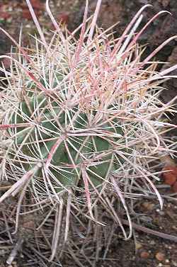 (Ferocactus cylindraceus ssp. tortulispinus )