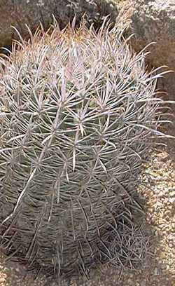 Fishhook Barrel Cactus(Ferocactus wislizeni)