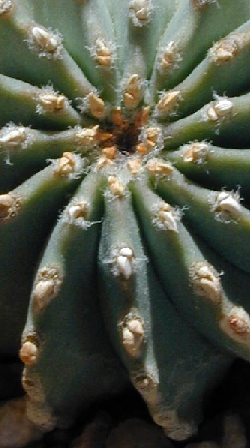 (Geohintonia mexicana)