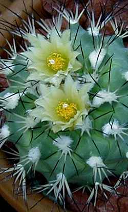 (Turbinicarpus gielsdorfianus)