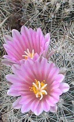 (Turbinicarpus mandragora ssp. beguinii )