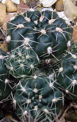 (Gymnocalycium andreae)