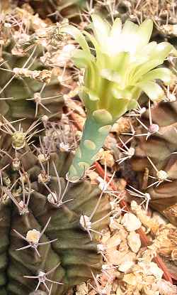 (Gymnocalycium mihanovichii)