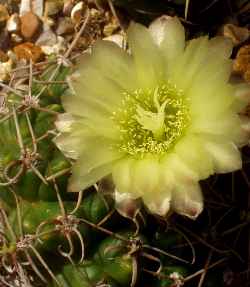 (Gymnocalycium netrelianum)