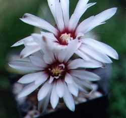 Rose Plaid Cactus(Gymnocalycium quehlianum)