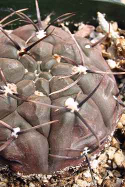 (Gymnocalycium striglianum)