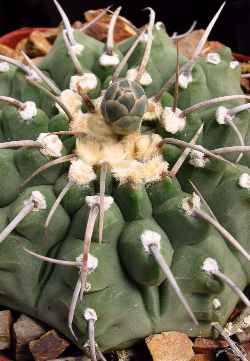 (Gymnocalycium ochoterenae ssp. vatteri )