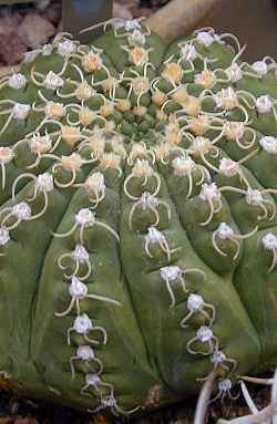 (Gymnocalycium stellatum)