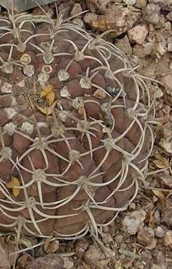 (Gymnocalycium bayrianum)