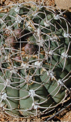 (Gymnocalycium castellanosii)