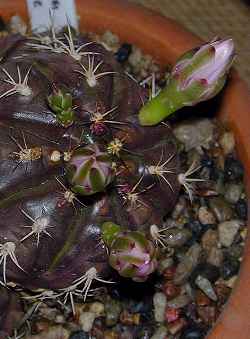 (Gymnocalycium anisitsii)