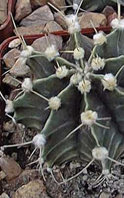 (Gymnocalycium stenopleurum)