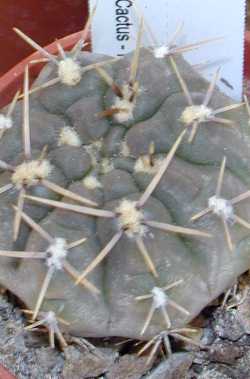 (Gymnocalycium gibbosum)