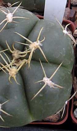 (Gymnocalycium horstii)