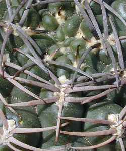 (Gymnocalycium hossei)