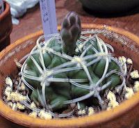 (Gymnocalycium bodenbenderianum ssp. intertextum )