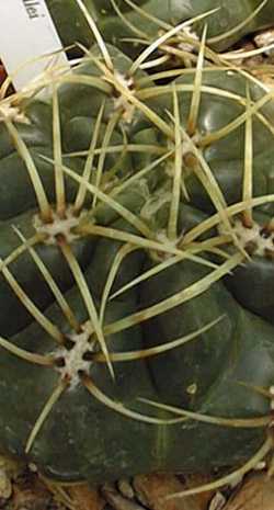 (Gymnocalycium monvillei)