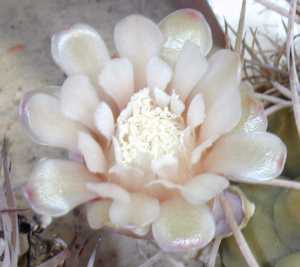 (Gymnocalycium schickendantzii)