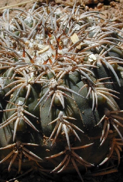 (Gymnocalycium spegazzinii)