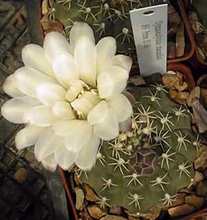 (Gymnocalycium riojense)