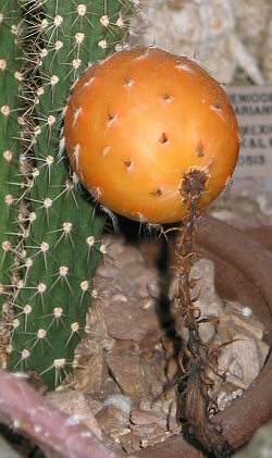 Simpson's Applecactus(Harrisia simpsonii)