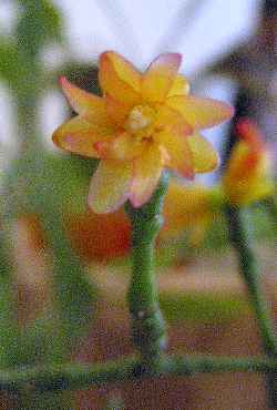 Drunkard's Dream, Spice Cactus(Hatiora salicornioides)