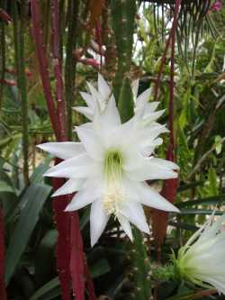 Santa Marta, Pitaya de Cerro(Disocactus speciosus)