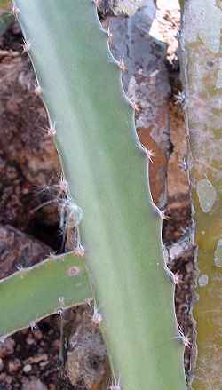 (Hylocereus guatemalensis)