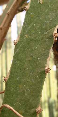 (Hylocereus lemairei)