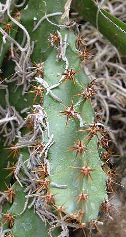 Strawberry-pear(Hylocereus trigonus)