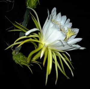 Nightblooming Cactus(Hylocereus undatus)