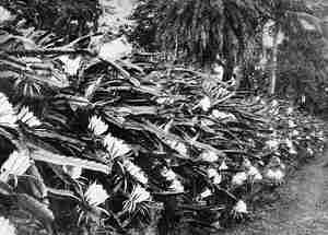 Nightblooming Cactus(Hylocereus undatus)