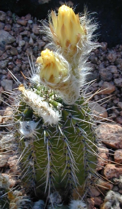 (Echinopsis haematantha ssp. kuehnrichii )