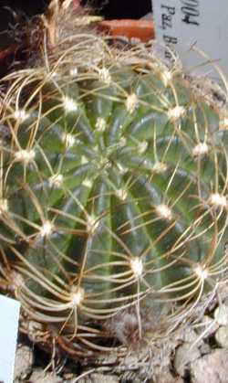 (Echinopsis schieliana)