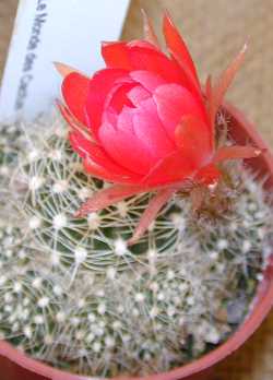 (Echinopsis schieliana)