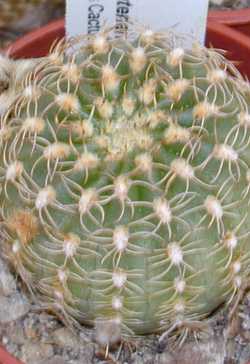 (Echinopsis backebergii var. winterana )