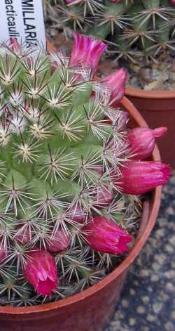 (Mammillaria compacticaulis)