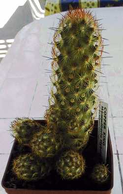 (Mammillaria elongata 'Copper King')