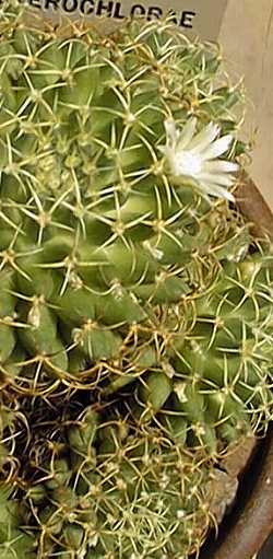 (Mammillaria decipiens 'Mme Marnier')