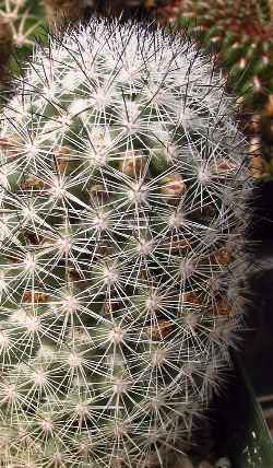 (Mammillaria albicans)