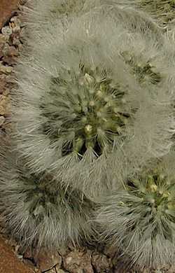 (Mammillaria albicoma)