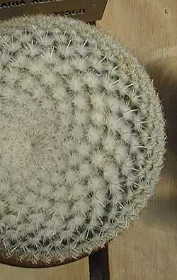 (Mammillaria albilanata)